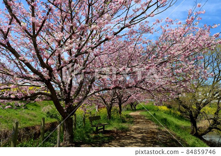 Healing spring walking path Sakura rape blossoms scenery Healing spring walking path Sakura rape blossoms scenery 84859746
