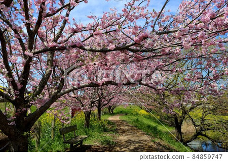Healing spring walking path Sakura rape blossoms scenery Healing spring walking path Sakura rape blossoms scenery 84859747