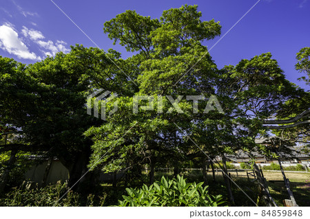 Hiketa Sanshu Izutsu Mansion Holtonoki Higashikagawa City, Kagawa Prefecture 84859848