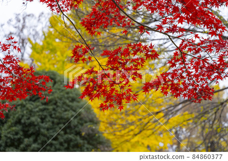 將山巒染紅的紅葉風景（楓） 84860377