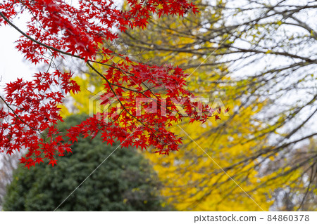 將山巒染紅的紅葉風景（楓） 84860378