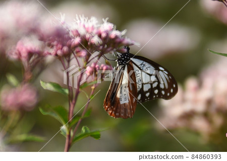 Asagi madara 84860393