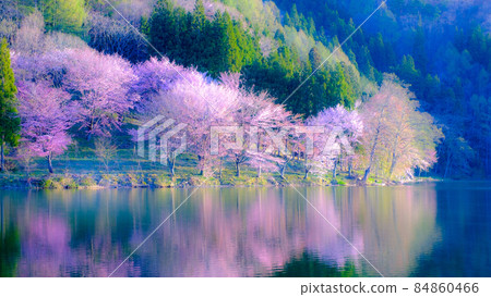 Sakura of Lake Nakatsuna (soft focus) 84860466
