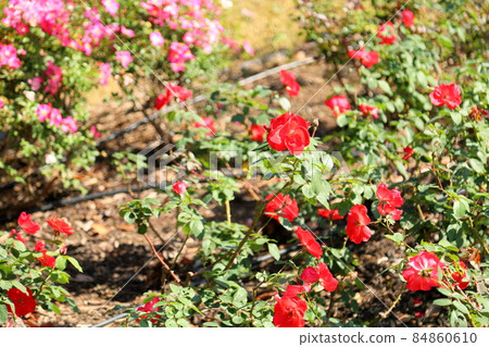 Rose flower Salaband Rose flower Salaband 84860610