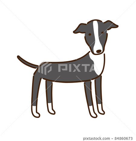 Italian Greyhound Illustration of a simple and cute dog 84860673