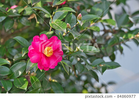 紅茶花 冬季 照片素材 圖片 圖庫