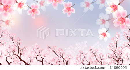 櫻花春天花背景 84860993
