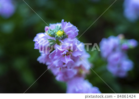 開花材料 84861424