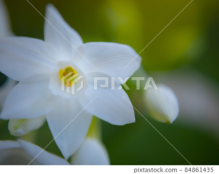 Flower up material 84861435