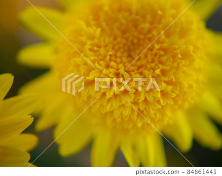 Flower up material 84861441