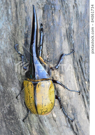 大力士甲蟲 大力士 大力士在樹上 大力士甲蟲 大力士 大力士在樹上 84861734