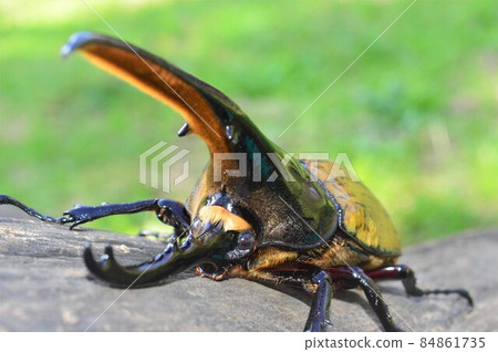 大力士甲蟲 大力士 大力士在樹上 84861735