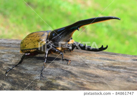 Hercules Beetle Hercules Hercules on a tree Hercules Beetle Hercules Hercules on a tree 84861747