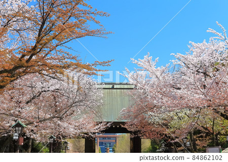 [Tokyo] Yasukuni Shrine in full bloom 84862102
