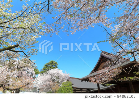 [Tokyo] Yasukuni Shrine in full bloom 84862103