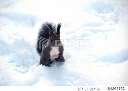 Ezoris standing on the snowy ground 84862152