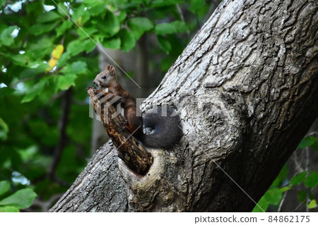 埃佐里斯站在枯枝上 84862175