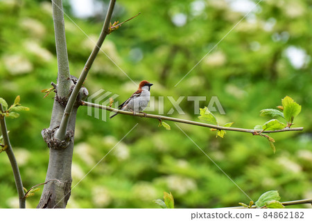 Male Russet sparrow perching on a branch Male Russet sparrow perching on a branch 84862182