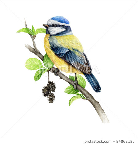 Blue tit bird on alder branch watercolor illustration. Hand drawn cute titmouse on a spring tree branch element. Small chickadee bird watercolor image. Blue tit avian on white background 84862183