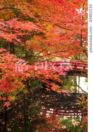 鎌倉國寶館前的紅葉 鎌倉國寶館前的紅葉 84862510