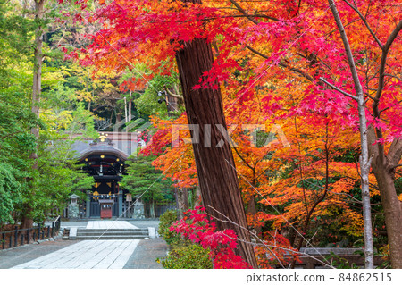 鎌倉國寶館前的紅葉 84862515