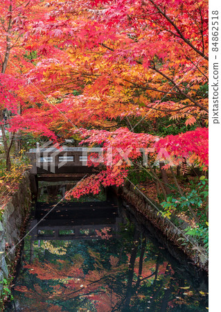 鎌倉國寶館前的紅葉 鎌倉國寶館前的紅葉 84862518