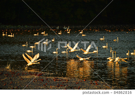Swan in Oyamagoshitakei Swan in Oyamagoshitakei 84862816