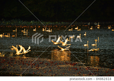 天鵝在Oyamagoshitakei 天鵝在Oyamagoshitakei 84862818