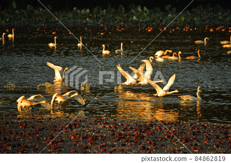 天鵝在Oyamagoshitakei 天鵝在Oyamagoshitakei 84862819