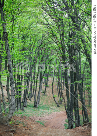 beautiful landscape dirt road and green forest 84862865