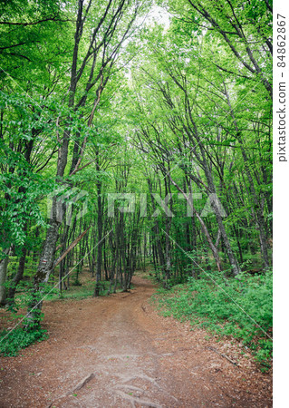 beautiful landscape dirt road and green forest beautiful landscape dirt road and green forest 84862867