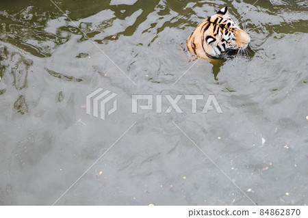 tiger swims in the water of the river for hunting 84862870