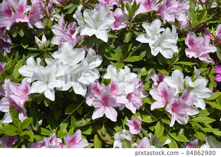 杜鵑花花卉圖案 杜鵑花花卉圖案 84862980