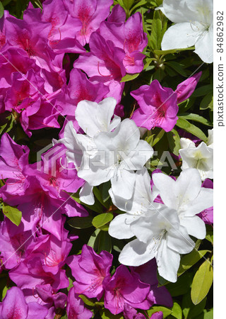 杜鵑花花卉圖案 杜鵑花花卉圖案 84862982