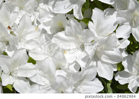 杜鵑花花卉圖案 杜鵑花花卉圖案 84862984