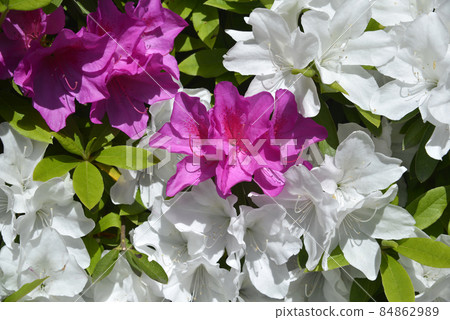 杜鵑花花卉圖案 杜鵑花花卉圖案 84862989