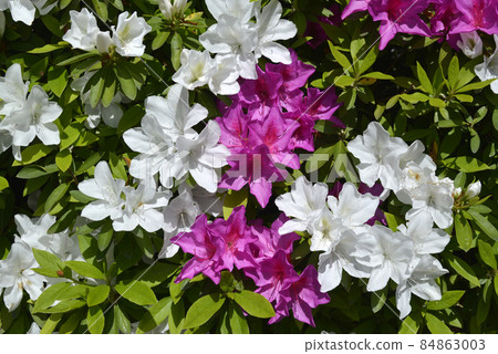 杜鵑花花卉圖案 杜鵑花花卉圖案 84863003