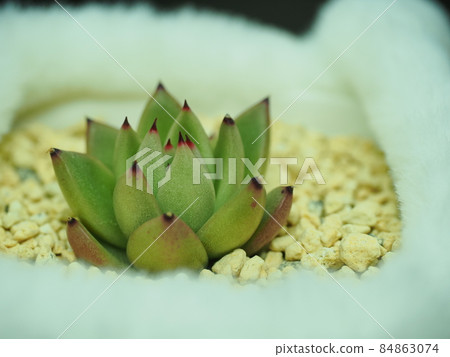 Succulent King Poses Succulent King Poses 84863074