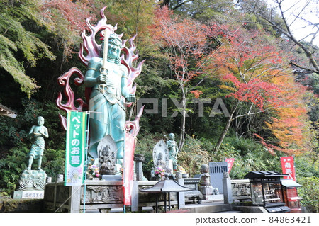 龍造寺銀杏秋葉 山口縣山口市 秋葉狩獵 龍造寺銀杏秋葉 山口縣山口市 秋葉狩獵 84863421