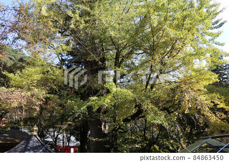 Ryuzoji Ginkgo Autumn Leaves Yamaguchi City, Yamaguchi Prefecture Autumn Leaves Hunting 84863450