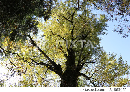 Ryuzoji Ginkgo Autumn Leaves Yamaguchi City, Yamaguchi Prefecture Autumn Leaves Hunting 84863451