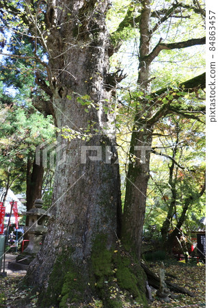 龍造寺銀杏秋葉 山口縣山口市 秋葉狩獵 龍造寺銀杏秋葉 山口縣山口市 秋葉狩獵 84863457