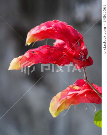 紅色和黃色科比索的特寫鏡頭 紅色和黃色科比索的特寫鏡頭 84863565