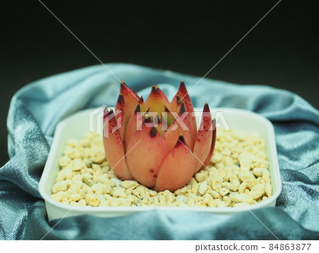 Succulent Morgan Succulent Morgan 84863877
