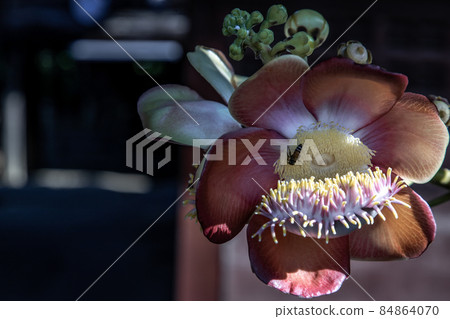 The amazingly complex flower of the Cannonball Tree has tentacle like structures very much like a sea amenome. Cannonball tree flowers, shorea robusta, Red shala tree is revered by buddhist people. The amazingly complex flower of the Cannonball Tree has tentacle like structures very much like a sea amenome. Cannonball tree flowers, shorea robusta, Red shala tree is revered by buddhist people. 84864070