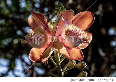 The amazingly complex flower of the Cannonball Tree has tentacle like structures very much like a sea amenome. Cannonball tree flowers, shorea robusta, Red shala tree is revered by buddhist people. The amazingly complex flower of the Cannonball Tree has tentacle like structures very much like a sea amenome. Cannonball tree flowers, shorea robusta, Red shala tree is revered by buddhist people. 84864074