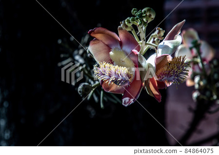 The amazingly complex flower of the Cannonball Tree has tentacle like structures very much like a sea amenome. Cannonball tree flowers, shorea robusta, Red shala tree is revered by buddhist people. The amazingly complex flower of the Cannonball Tree has tentacle like structures very much like a sea amenome. Cannonball tree flowers, shorea robusta, Red shala tree is revered by buddhist people. 84864075