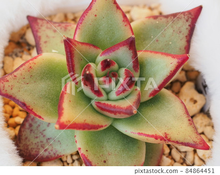 Succulent ebony 84864451