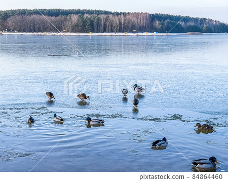 Drakes, mallard ducks and swans swimming in a frozen lake in winter. High quality 4k footage Drakes, mallard ducks and swans swimming in a frozen lake in winter. High quality 4k footage 84864460