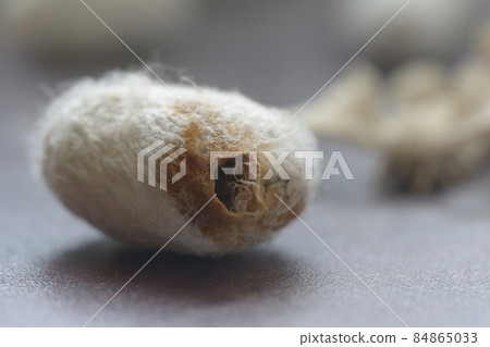 Empty silk cocoon shell silk moth comes out from it 84865033